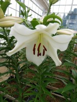 [4440 PO36 Villa Blanca No02.JPG]